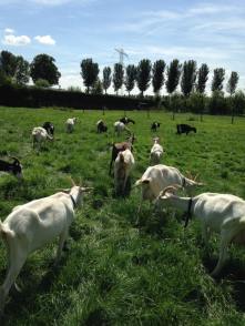 11828800_881969471890883_3986692211790414296_n