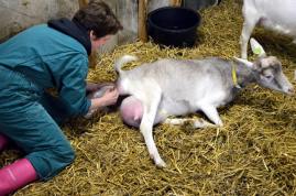 12417552_1009292042491958_5814960800682075600_n